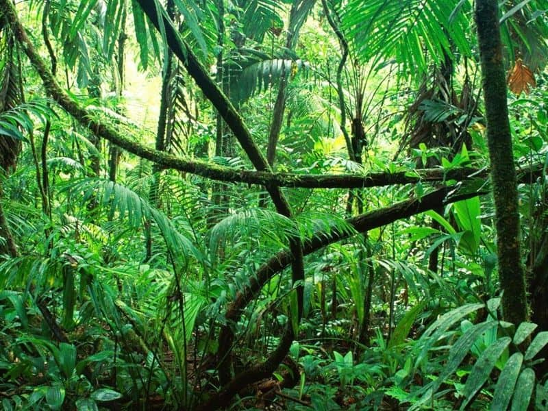 Jungle & pools