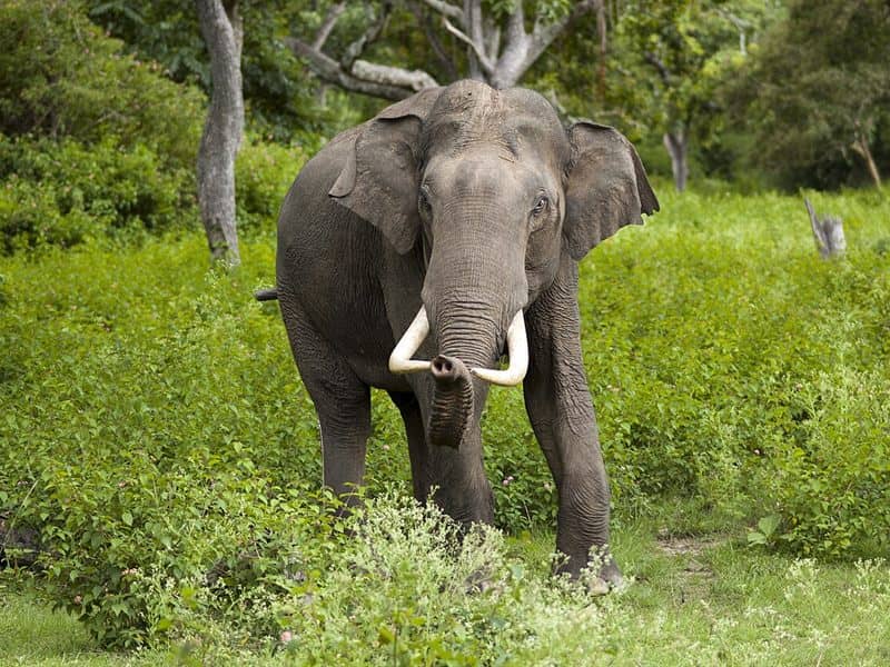 Elephant sanctuaries
