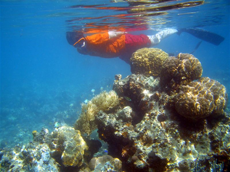 Snorkel & dive